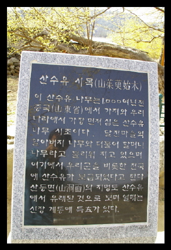 산수유 시목 설명 비석 